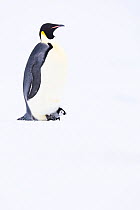 Emperor penguin (Aptenodytes forsteri) brooding chick aged five weeks. Atka Bay, Antarctica. September.
