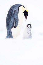 Emperor penguin (Aptenodytes forsteri) with chick aged 6-8 weeks. Chick soon to be left on sea ice while both parents fish at sea. Atka Bay, Antarctica. September.