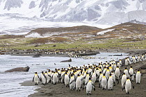 Colonies of King penguins (Aptenodytes patagonicus) and Southern Elephant Seals (Mirounga leonina) on beach at St. Andrews Bay, South Georgia. November.
