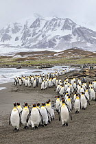 Colonies of King penguins (Aptenodytes patagonicus) and Southern Elephant Seals (Mirounga leonina) on beach at St. Andrews Bay, South Georgia. November.