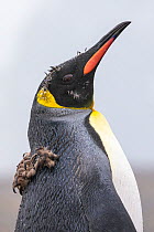 King penguin (Aptenodytes patagonicus)moulting. King Haakon Bay, South Georgia. November.