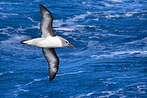 Grey-headed Albatross (Thalassarche chrysostoma) near to South Georgia, Southern Ocean. November.