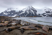 Southern Elephant Seal (Mirounga leonina) colony. King Haakon Bay, South Georgia. November.
