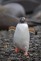 Gentoo penguin (Pygoscelis papua) King Haakon Bay, South Georgia. November.