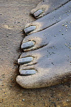 Front flipper of Southern Elephant Seal bull (Mirounga leonina) showing the five nails and webbing between each digit. King Haakon Bay, South Georgia. November.