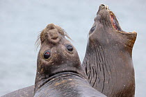 Southern Elephant Seal females (Mirounga leonina). King Haakon Bay, South Georgia. November.