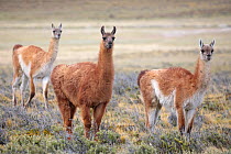 Guanaco (Lama guanicoe) grazing on grassland plain, Patagonia, Chile. Novmeber.