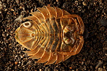 Marine Serolid Isopod (Serolis convexa). Punta Arenas, Patagonia, Chile. November.