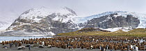 Colonies of King penguins (Aptenodytes patagonicus) and Southern Elephant Seals (Mirounga leonina) on beach. Digitally stitched panormaic image. Gold Harbour, South Georgia. November.