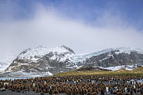 Colonies of King penguins (Aptenodytes patagonicus) and Southern Elephant Seals (Mirounga leonina) on beach at Gold Harbour, South Georgia. November.