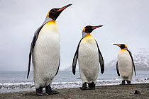 King penguins (Aptenodytes patagonicus) group of three on the shore, St. Andrews Bay, South Georgia. November.