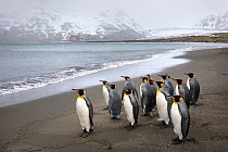 King penguins (Aptenodytes patagonicus). St. Andrews Bay, South Georgia. November.