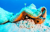 Queen conch (Lobatus gigas) laying eggs in the Exuma Cays Land and Sea Park, Exuma, Bahamas.