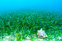 Queen conch (Lobatus gigas) feeding on the algae growing on seagrass (Thalassia testudinum) Exuma, Bahamas