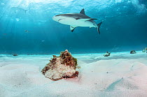 Queen conch (Lobatus gigas) moving along the ocean floor with Caribbean reef sharks (Carcharhinus perezi) in the background. Image made off Grand Bahama Island, Bahamas.