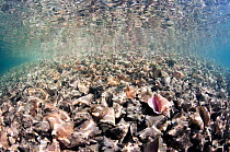 Massive pile of queen conch (Lobatus gigas) shells, called a midden, in The Bahamas.