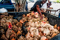 Pickup truck is used to transport a large catch of Queen conch (Lobatus gigas). The fisherman will then crack them out of their shells in the parking lot where they are will be sold to tourists and lo...
