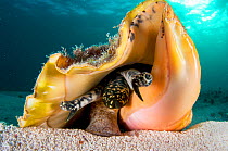 Queen conch (Lobatus gigas) using single foot to walk along the seabed. The Bahamas.