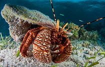 Caribbean hermit crab (Coenobita clypeatus) using an empty conch shell for protection and housing. Eleuthera, Bahamas.