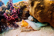 Common octopus (Octopus vulgaris) feeding on a queen conch (Lobatus gigas) in The Bahamas.