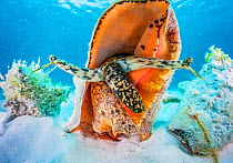 A small aggreggation of queen conch (Lobatus gigas) off Cat Island, Bahamas