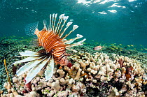 Lionfish (Pterois volitans) over coral in The Bahamas. Invasive species.