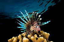 Lionfish (Pterois volitans) over coral at night in The Bahamas. Invasive species.