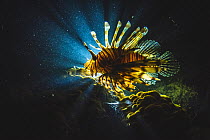 An invasive lionfish (Pterois volitans) hunting at night off Eleuthera Island, Bahamas.