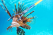 Invasive lionfish (Pterois volitans) on the end of a spear. Florida, USA. February 2018. In order to keep their numbers low, scuba divers and snorkellers are encouraged to spear as many as possible.