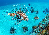 Invasive Lionfish (Pterois volitans) which have taken over and are wiping out native fish in the Atlantic ocean. The highest densities are in the northern gulf of Mexico. Destin, Florida, USA.