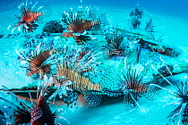 Invasive Lionfish (Pterois volitans) which have taken over and are wiping out native fish in the Atlantic ocean. The highest densities are in the northern gulf of Mexico. Destin, Florida, USA.