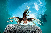 An invasive Lionfish (Pterois volitans) and tourist snorkelers, The Bahamas.
