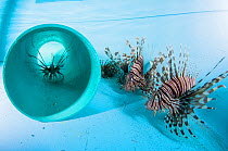 Invasive lionfish (Pterois volitans) in a lab tank to be studied by researchers. Bahamas, September 2015.