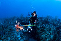 A scuba diver spears an invasive lionfish (Pterois volitans) off Grand Bahama Island, Bahamas. Spearing is illegal in The Bahamas, however, a special exemption was made for lionfish.