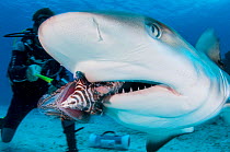 An invasive lionfish (Pterois volitans) is fed to a Caribbean reef shark (Carcharhinus perezi) off Grand Bahama Island, Bahamas. It was once thought sharks could be trianed to feed on lionfish by feed...