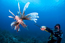 Scuba diver spears and invasive lionfish (Pterois volitans) off Grand Bahama Island, Bahamas. Spearing is illegal in The Bahamas, however, a special exemption was made for lionfish.
