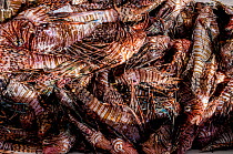 Lionfish (Pterois volitans) caught in a Lionfish derby, a competition to catch invasive Lionfish (Pterois volitans). One team caught 466 lionfish in a single day during the Green Turtle Cay, Bahamas,...