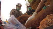 Vet examining a sedated Sumatran orangutan (Pongo abelii), part of a relocation programme, Sei Serdang, Prima, Batang Serangan, Langkat, North Sumatra, Indonesia, 2015.
