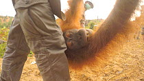 Conservation workers carrying a sedated Sumatran orangutan (Pongo abelii) towards vehicles and a transport box, part of a relocation programme, Sei Serdang, Prima, Batang Serangan, Langkat, North Suma...