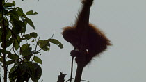 Infant Sumatran orangutan (Pongo abelii) separated from mother and isolated in tree for capture, holding a branch and waving it at conservation workers below, part of a relocation programme, Sei Serda...