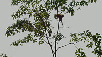 Infant Sumatran orangutan (Pongo abelii) separated from mother and isolated in tree for capture, breaks a branch to drop on the immobilisation team, part of a relocation programme, Sei Serdang, Prima,...