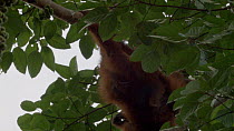 Conservation worker darting a female Sumatran orangutan (Pongo abelii) in a tree with anaesthetic, part of a relocation programme, Sei Serdang, Prima, Batang Serangan, Langkat, North Sumatra, Indonesi...