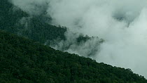 Timelapse of cloud rolling over rainforest, Gunung Tritit, foothills of the Gunung Rajawali Mountains, northern Sumatra, Indonesia, 2015.