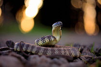Eastern tiger snake (Notechis scutatus / ater) with bokeh affect, Australia.