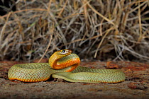 Hatchling female Inland Taipan (Oxyuranus microlepidotus) captive bred, (parents from Goyder&#39;s Lagoon in South Australia). .