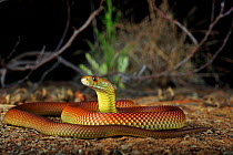 King Brown Snake (Pseudechis australis) male animal sub-adult near the town of St George in inland Queensland, Australia.