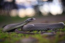 King brown snake (Pseudechis australis) central Queensland, Australia.