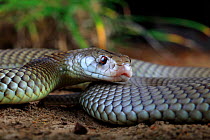 Adult male King Brown Snake (Pseudechis australis) Winton, Queensland, Australia.