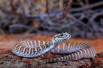 Barkly Death Adder (Acanthophis hawkei) aged 11 months. Captive bred, both parents from Anthony Lagoon on the Barkly Tableland in the Northern Territory, Australia.
