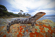 Lowland blotched blue-tongue (Tiliqua nigrolutea) on a coastal bluff in the Bay of Fires region of north-eastern Tasmania, Australia, spring.